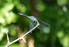 Micrathyria longifasciata