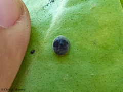 Azya orbigera ecuadorica