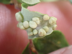 Nothacus tuberculatus