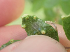 Nothacus tuberculatus