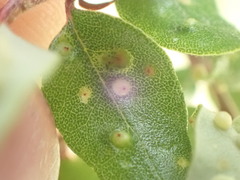 Nothacus tuberculatus