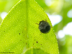 Azya orbigera ecuadorica