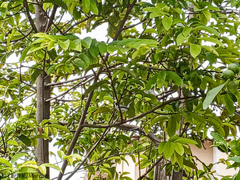 Polioptila bilineata