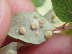 Nothacus tuberculatus