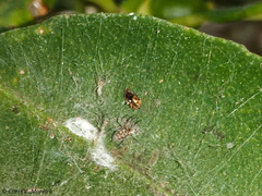 Scymnobius galapagoensis