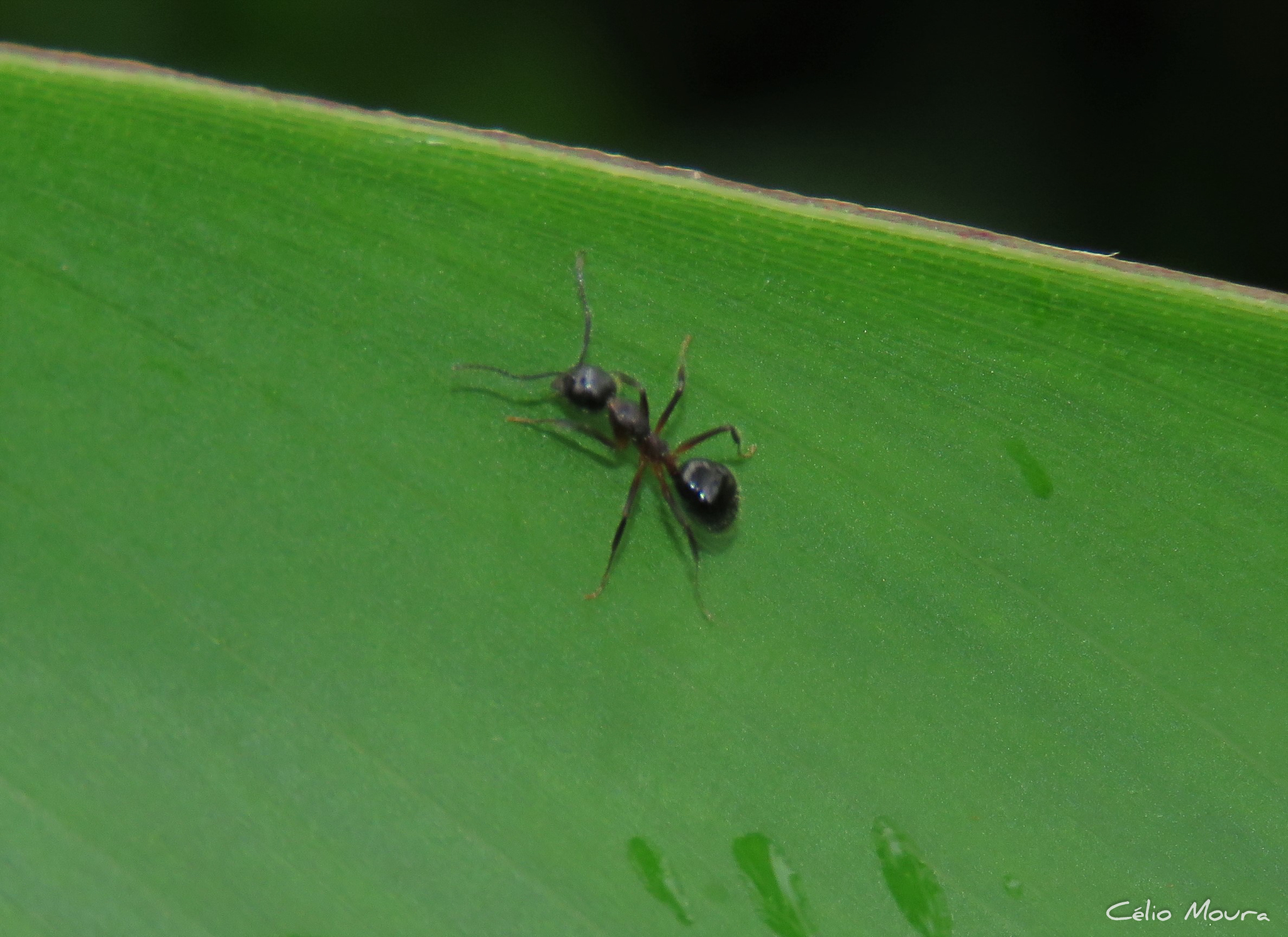 Dolichoderus germaini
