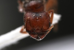 Pheidole pilifera