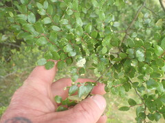 Nothacus tuberculatus