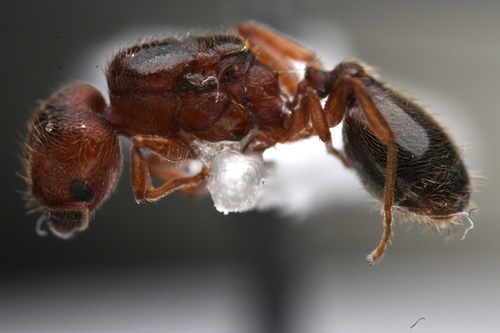 Hairy Big-headed Ant