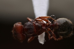 Pheidole pilifera