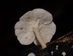 Clitocybe semiocculta