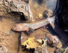 Cryptocentroides gobioides