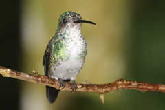 Chrysuronia oenone