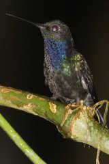 Campylopterus villaviscensio