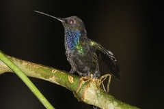 Campylopterus villaviscensio