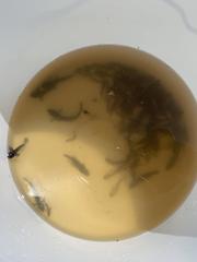 Cryptocentroides gobioides