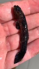 Cryptocentroides gobioides