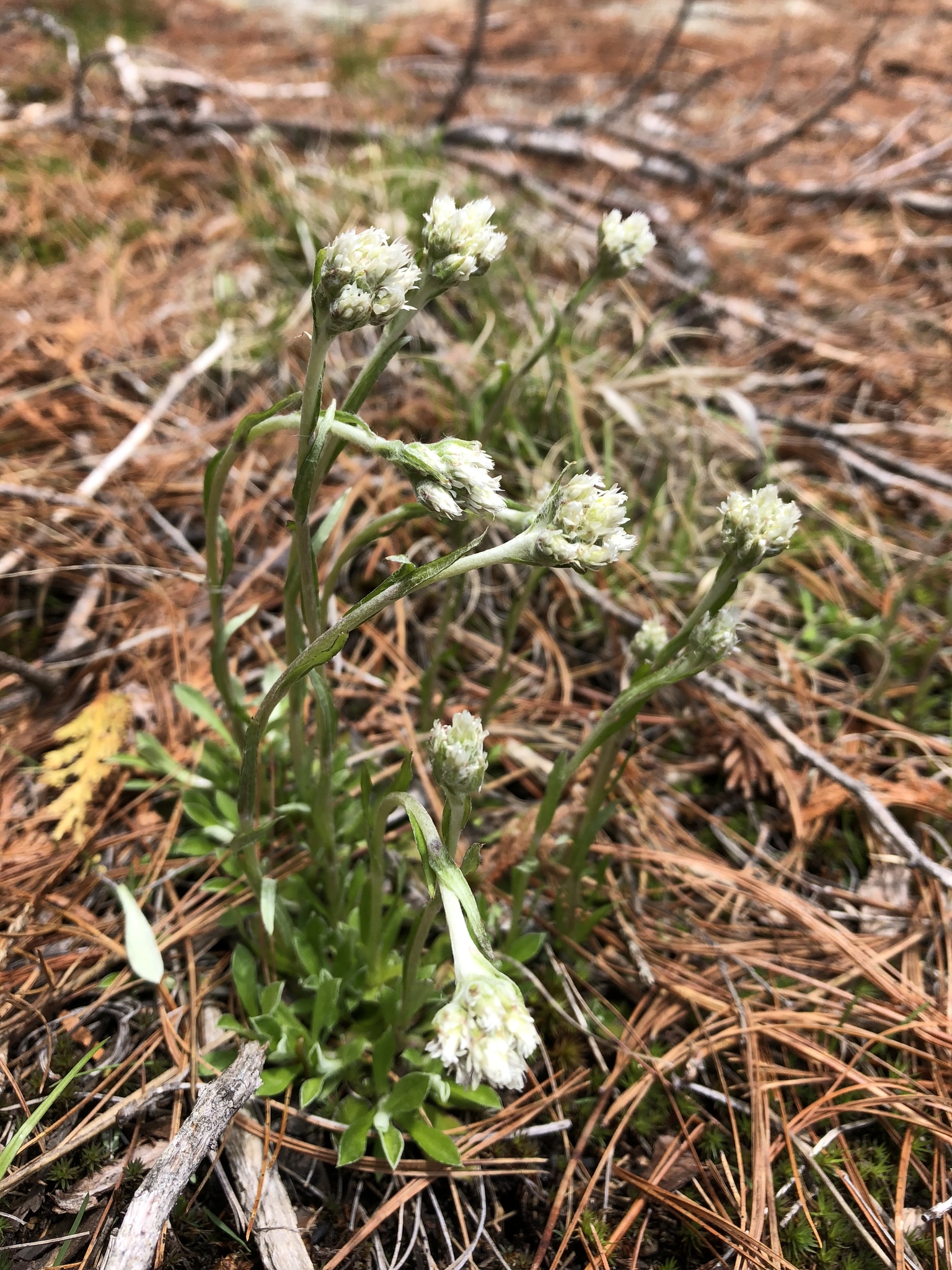 Antennaria howellii ssp. petaloidea