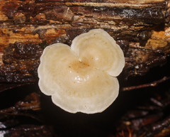 Clitocybe semiocculta