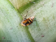 Brachygastra lecheguana