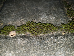 Trichostomum brachydontium