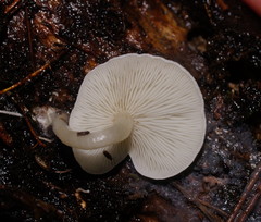 Clitocybe semiocculta