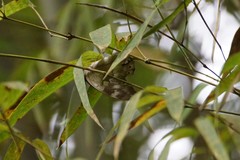 Archaeoprepona demophoon