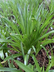 Leucojum aestivum