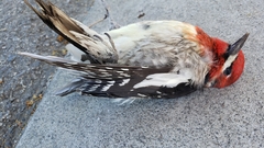 Sphyrapicus ruber