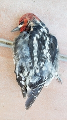 Sphyrapicus ruber