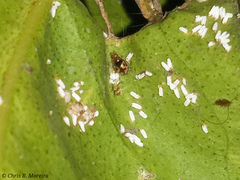 Scymnobius galapagoensis