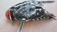 Sphyrapicus ruber
