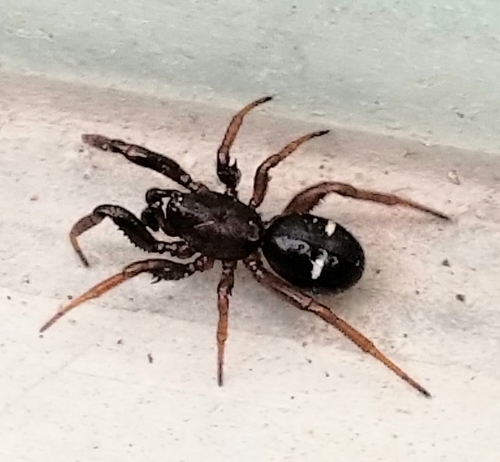 Two-spotted Cobweb Spider photo 5