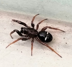 Asagena americana