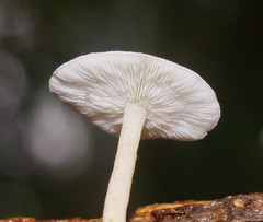 Clitocybe semiocculta