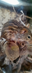 Lemniscomys barbarus