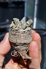 Ariocarpus bravoanus