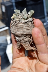 Ariocarpus bravoanus