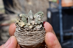 Ariocarpus bravoanus