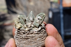 Ariocarpus bravoanus