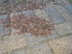 Microhodotermes viator