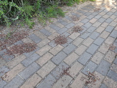 Microhodotermes viator