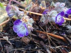 Nemophila