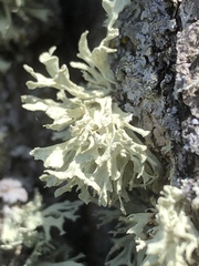 Ramalina labiosorediata