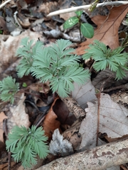 Dicentra canadensis