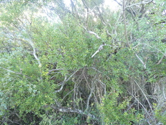 Microhodotermes viator