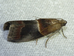 Acrobasis demotella