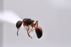 Dolichoderus plagiatus