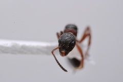 Dolichoderus plagiatus