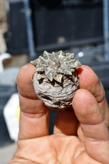 Ariocarpus kotschoubeyanus